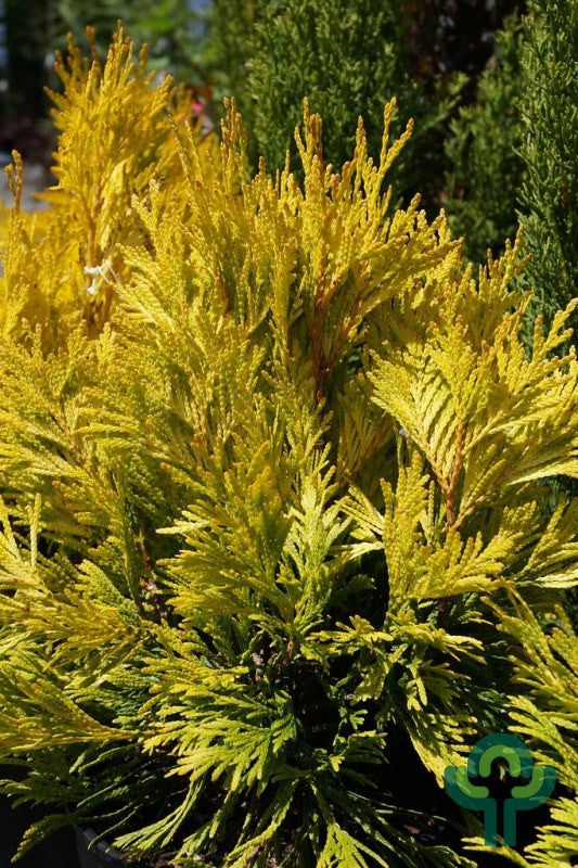 Reuzenlevensboom (Thuja plicata) '4ever Goldy' ®