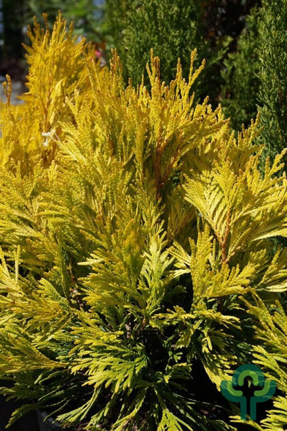 Reuzenlevensboom (Thuja plicata) '4ever Goldy' ®