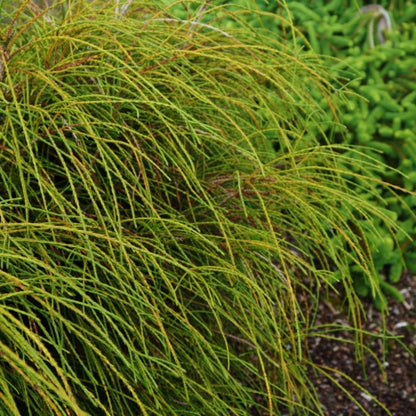 Reuzenlevensboom (Thuja plicata) 'Whipcord'
