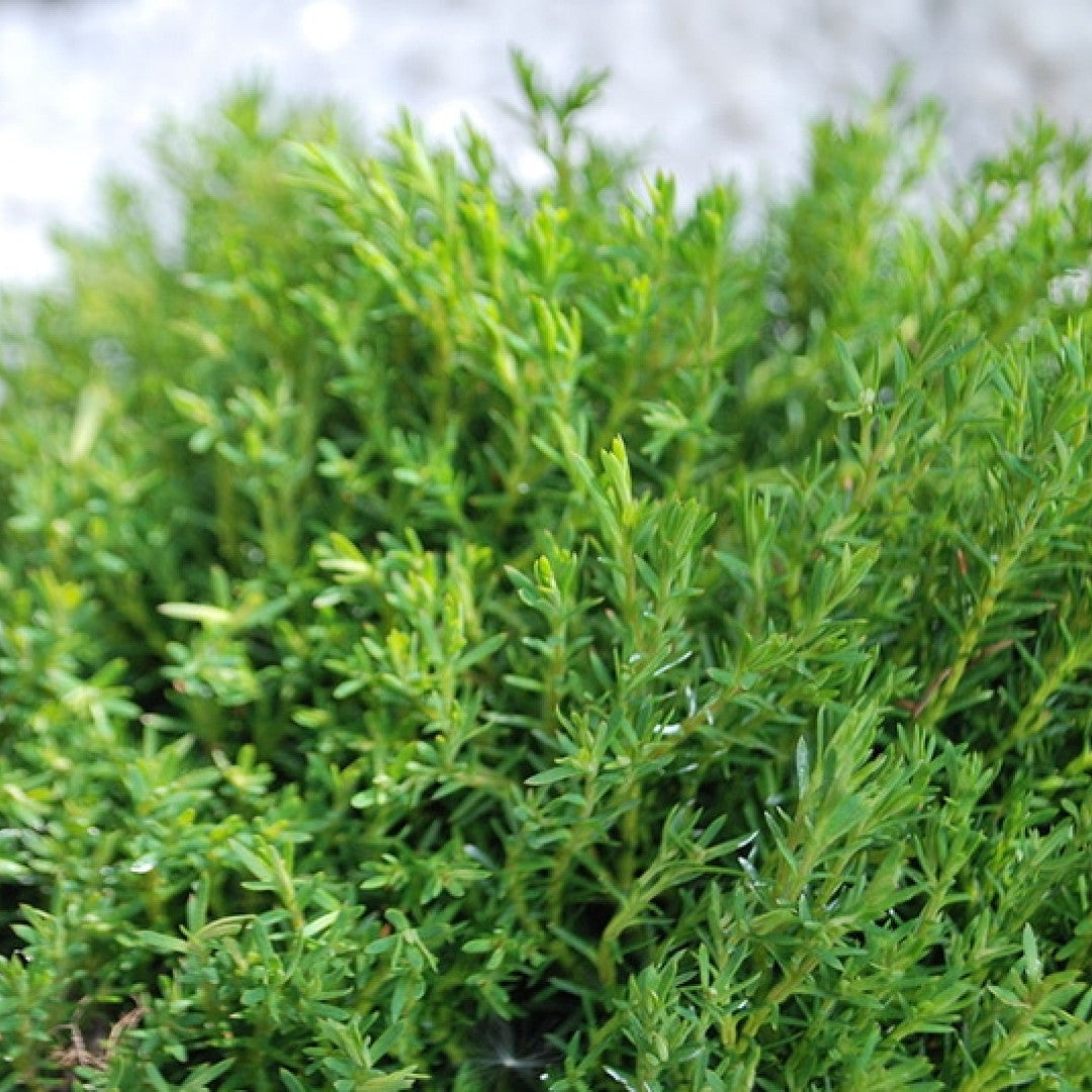 Westerse levensboom (Thuja occidentalis) 'Teddy'