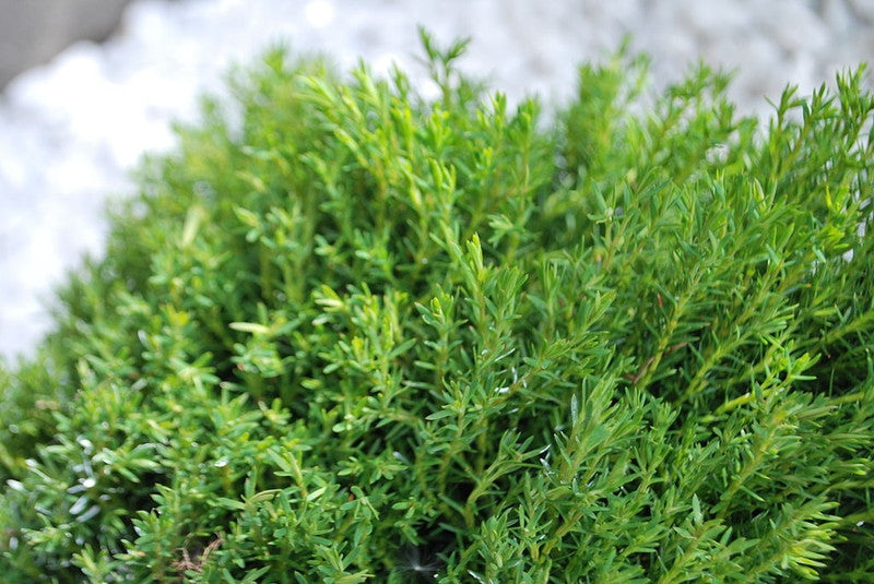 Westerse levensboom (Thuja occidentalis) 'Teddy'