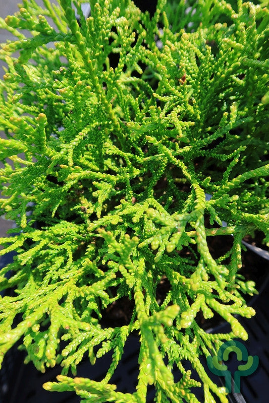 Hibacipres (Thujopsis dolabrata) 'Nana'