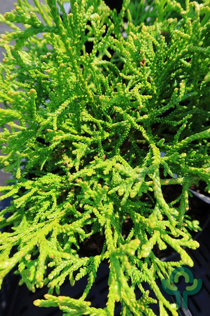 Hibacipres (Thujopsis dolabrata) 'Nana'