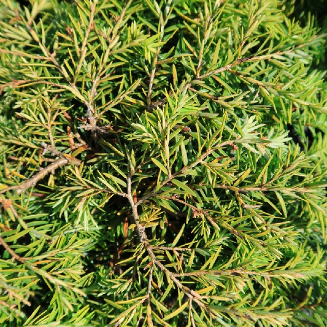 Canadese hemlockspar (Tsuga canadensis) 'Jeddeloh'