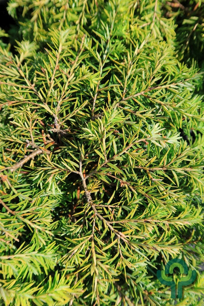 Canadese hemlockspar (Tsuga canadensis) 'Jeddeloh'