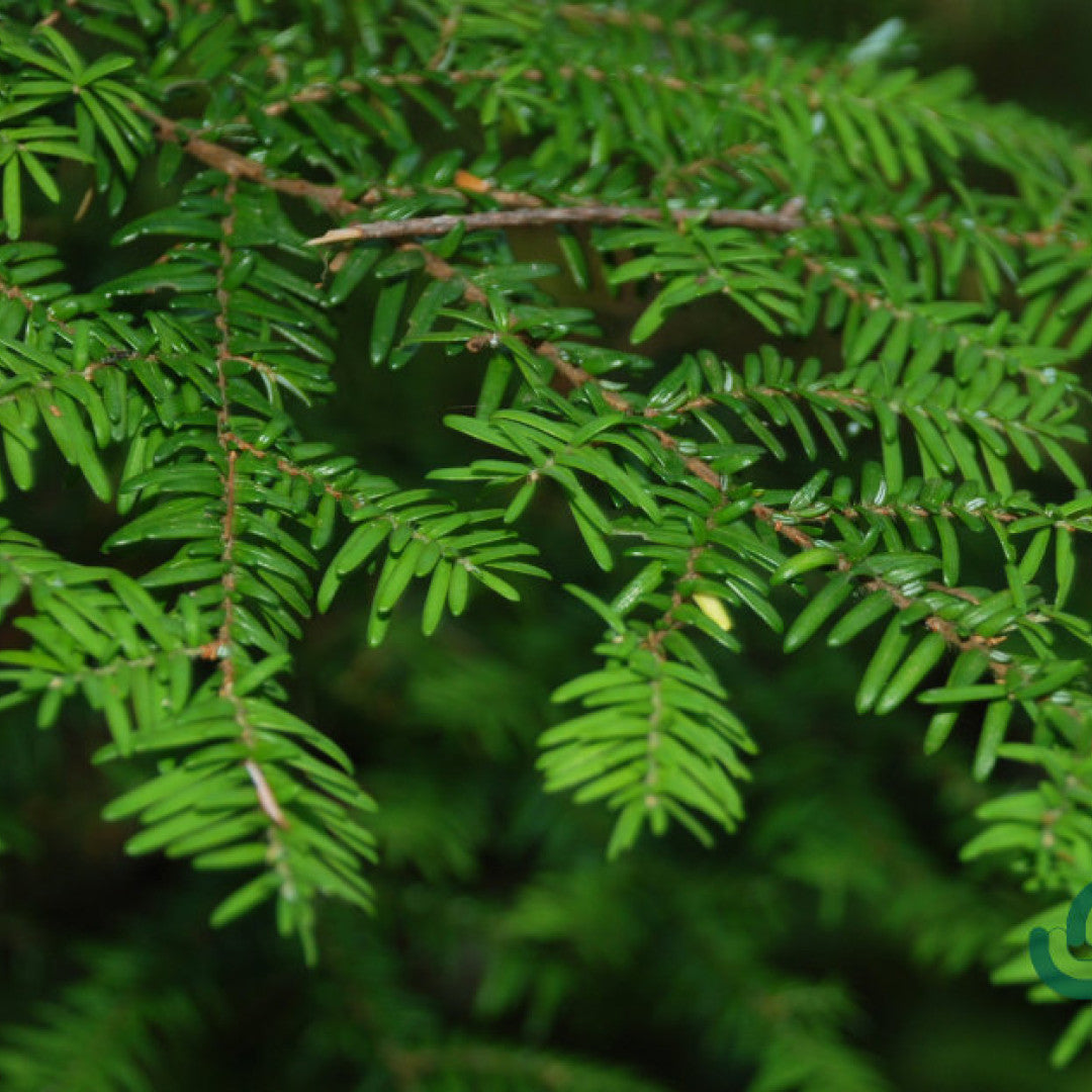 Hemlockspar (Tsuga heterophylla)