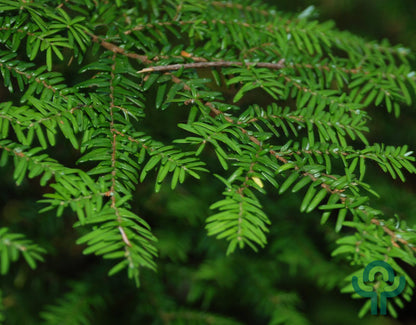 Hemlockspar (Tsuga heterophylla)