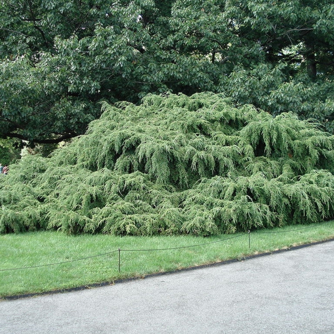 Canadese hemlockspar (Tsuga canadensis) 'Pendula'