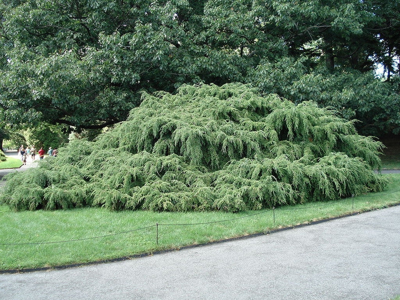 Canadese hemlockspar (Tsuga canadensis) 'Pendula'