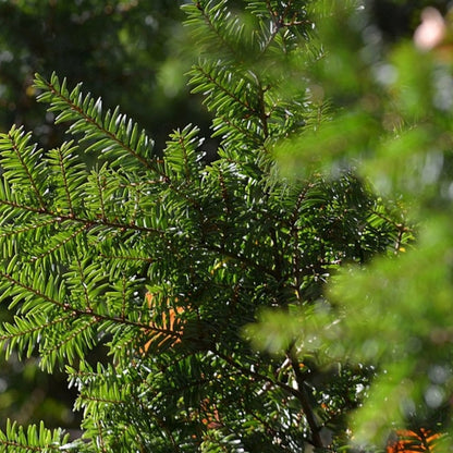 Canadese hemlockspar (Tsuga canadensis)