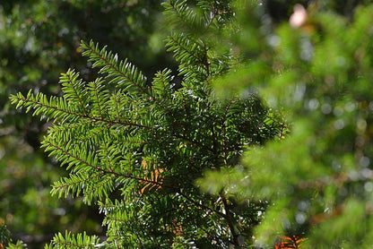 Canadese hemlockspar (Tsuga canadensis)