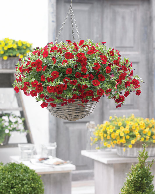 Calibrachoa (Parviflora)