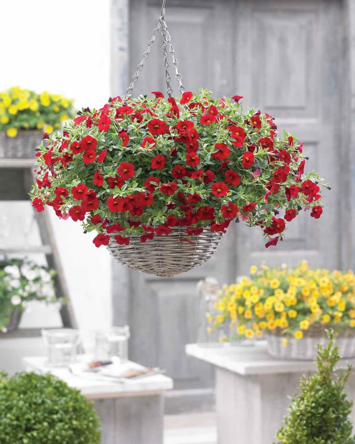 Calibrachoa (mini-petunia)
