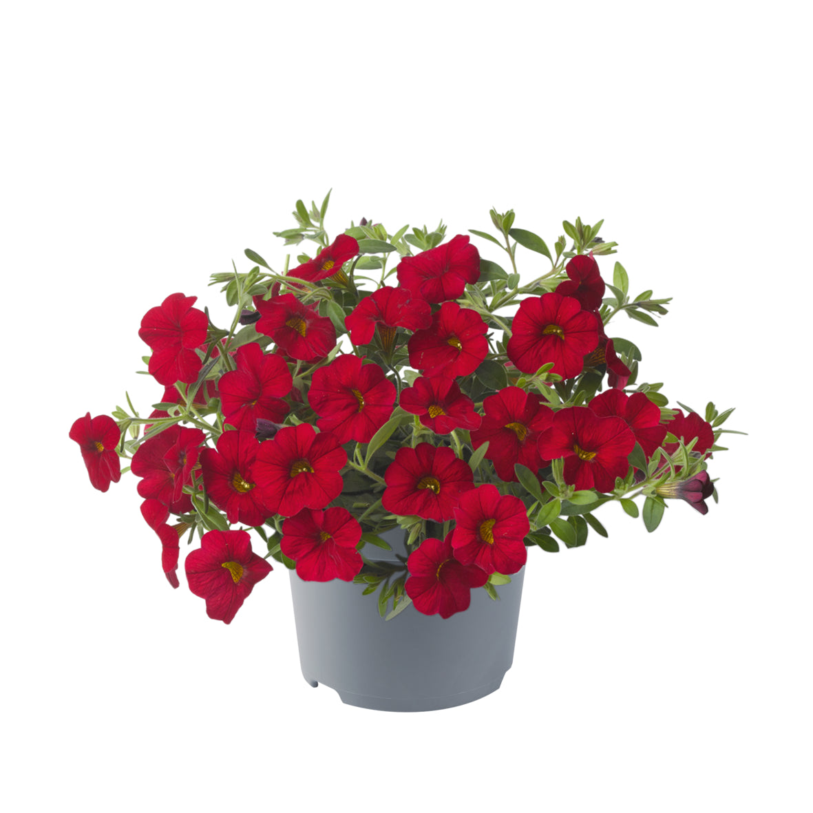 Calibrachoa (mini-petunia)