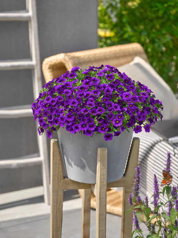 Calibrachoa compact (mini-petunia)