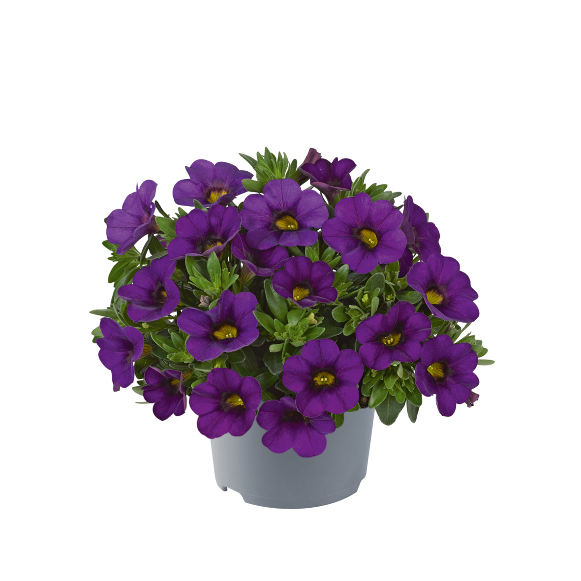 Calibrachoa compact (mini-petunia)