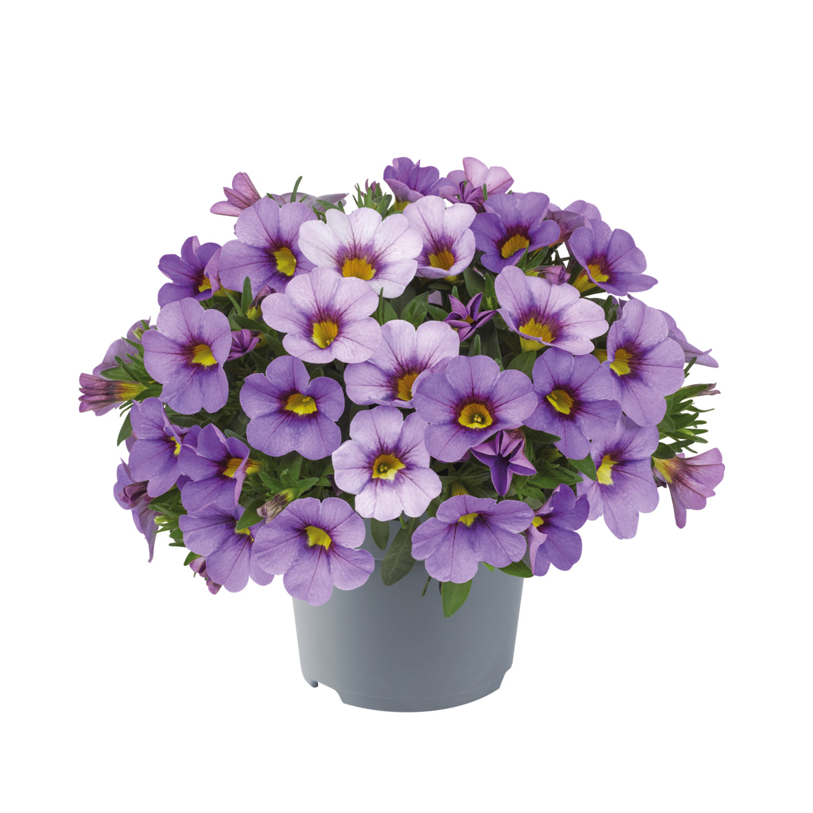Calibrachoa compact (mini-petunia)
