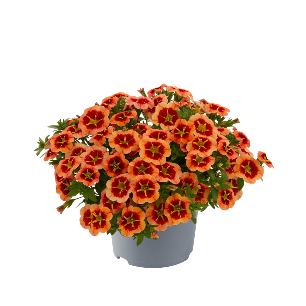 Calibrachoa compact (mini-petunia)