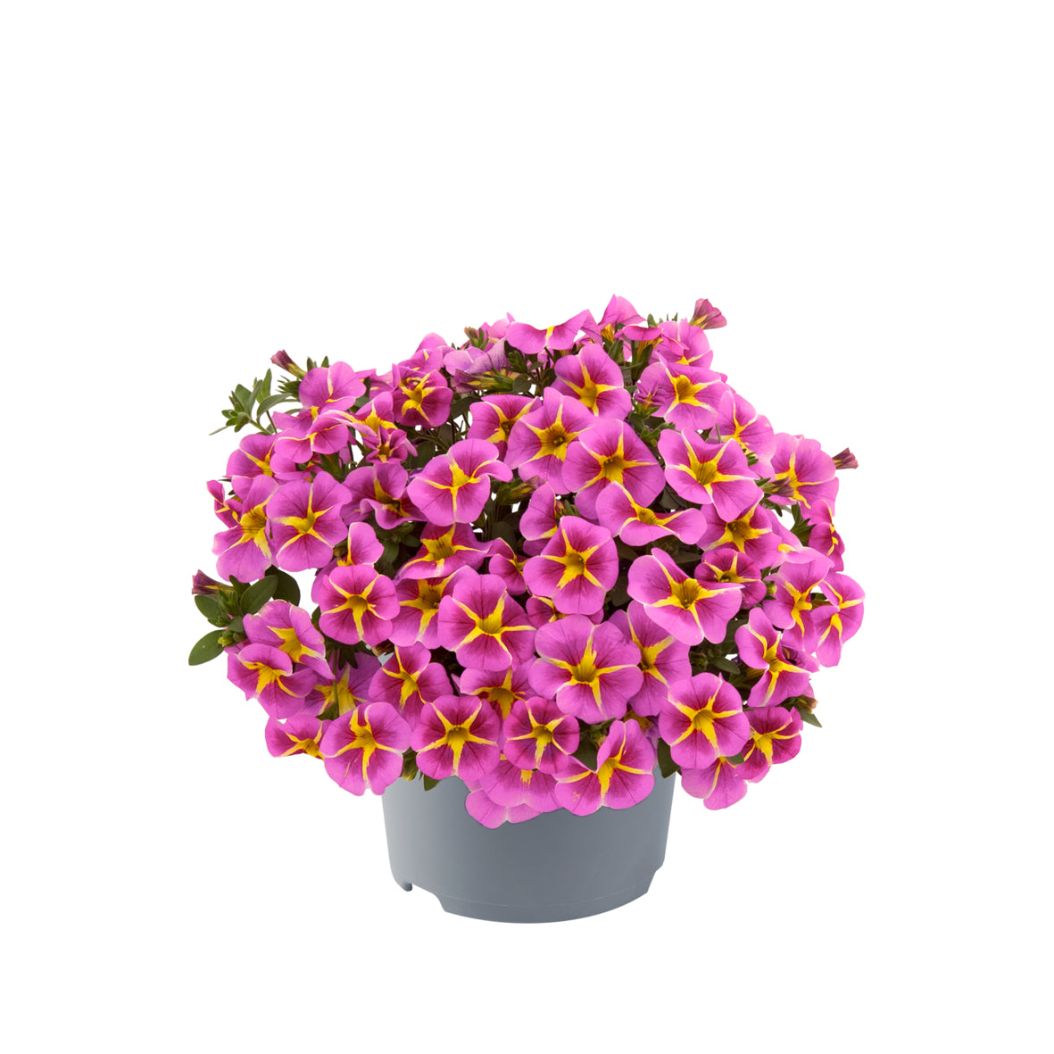 Calibrachoa compact (mini-petunia)