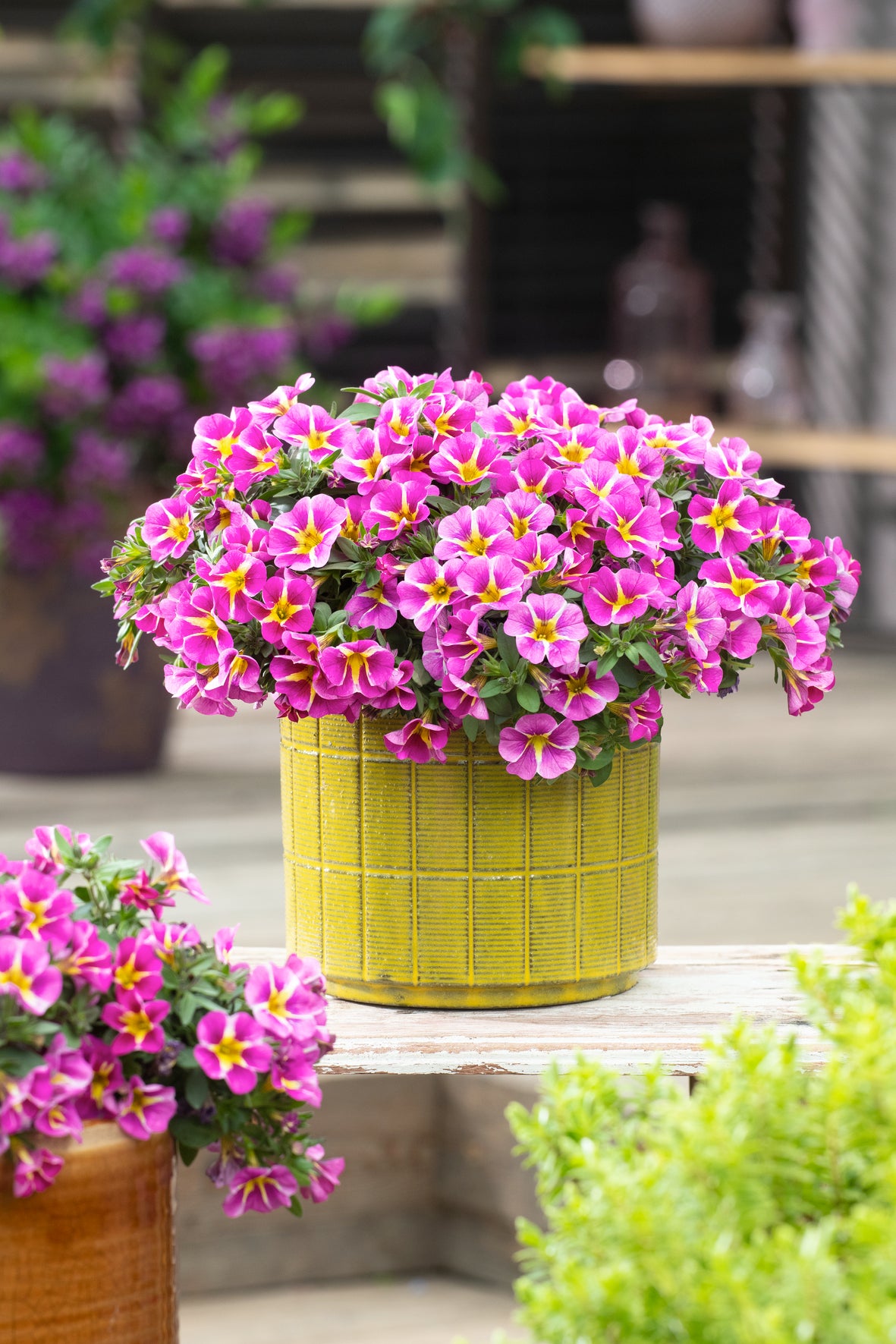 Calibrachoa compact (mini-petunia)