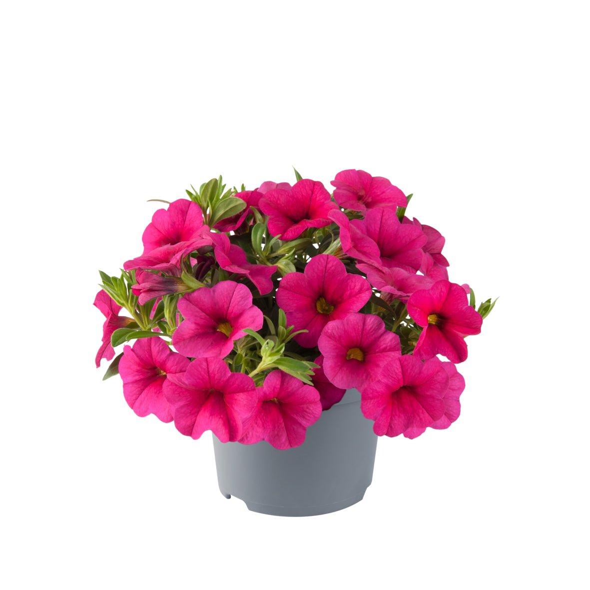 Calibrachoa compact (mini-petunia)