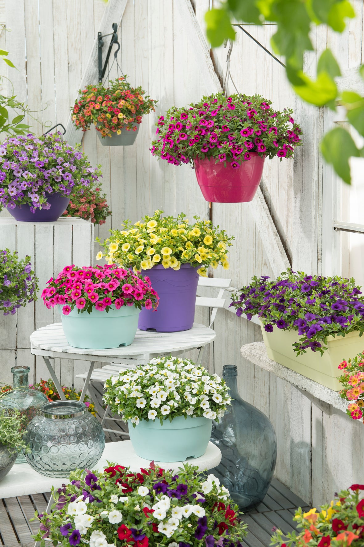 Calibrachoa compact (mini-petunia)