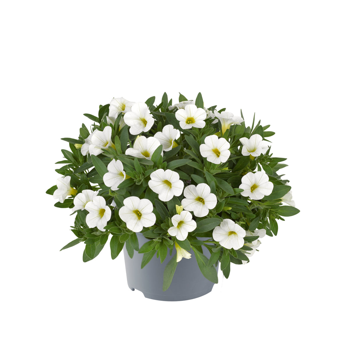 Calibrachoa compact (mini-petunia)