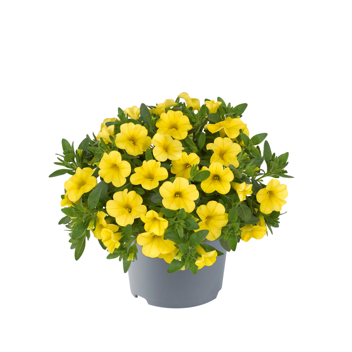Calibrachoa compact (mini-petunia)