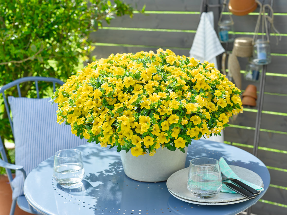 Calibrachoa compact (mini-petunia)