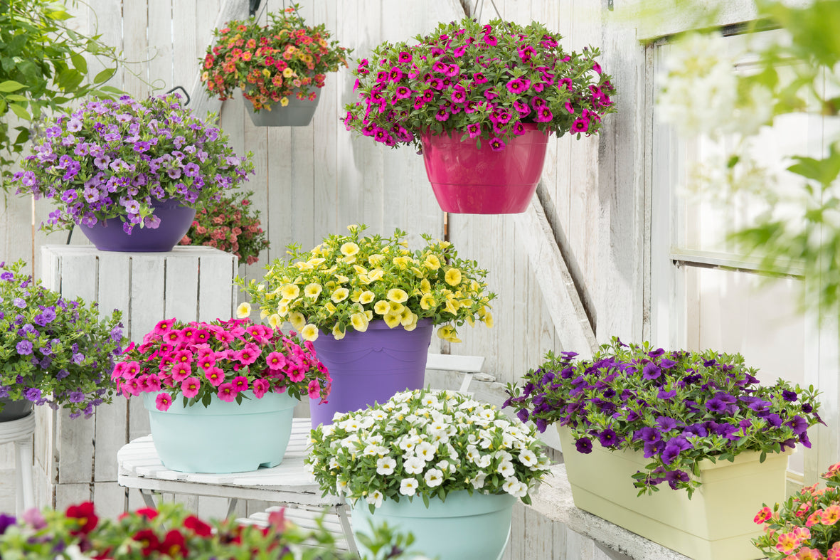 Calibrachoa (mini-petunia)