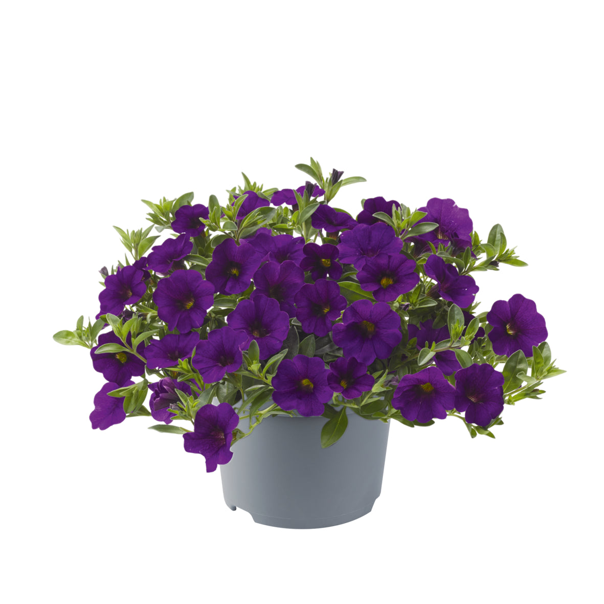 Calibrachoa (mini-petunia)