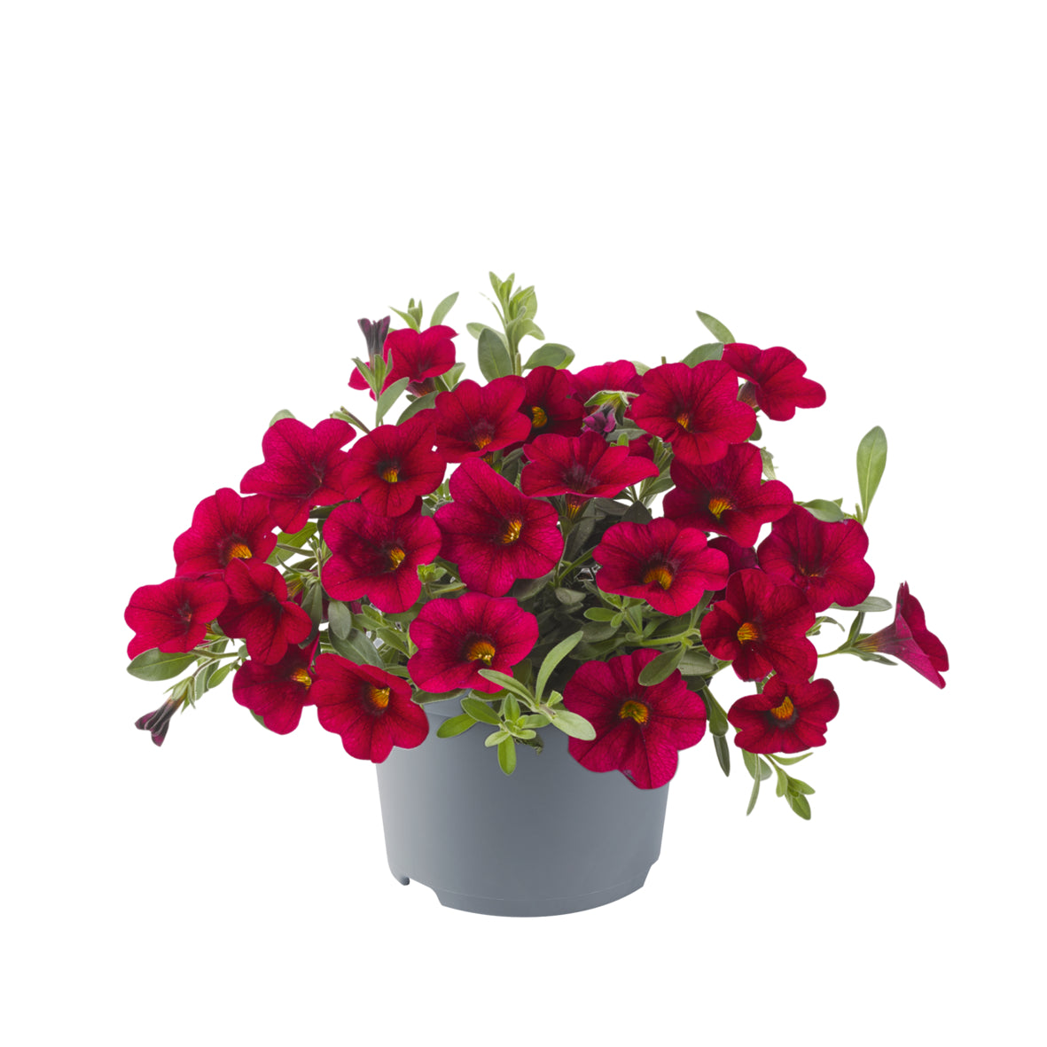 Calibrachoa (mini-petunia)