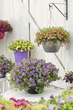 Calibrachoa dubbelbloemig (mini-petunia)