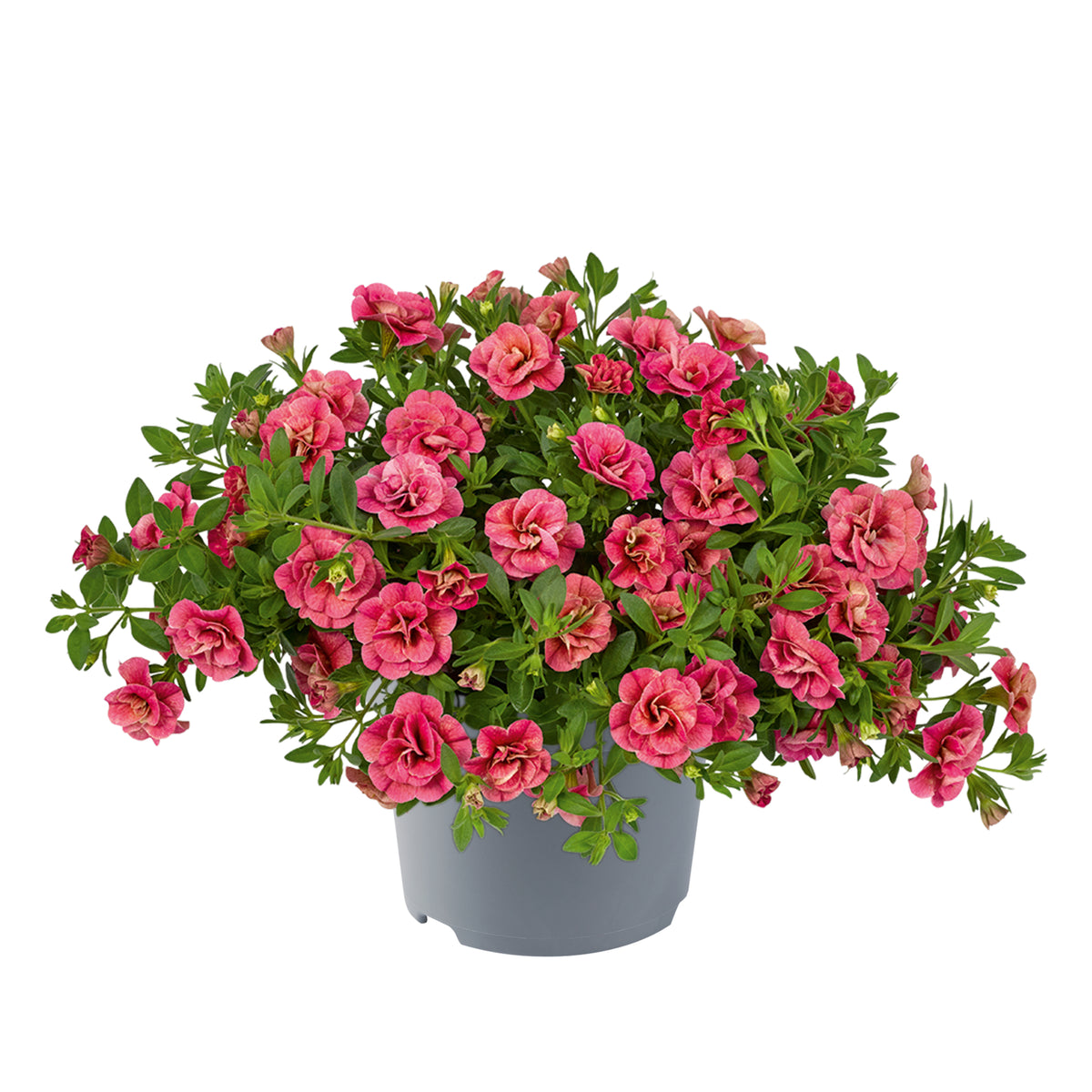 Calibrachoa dubbelbloemig (mini-petunia)