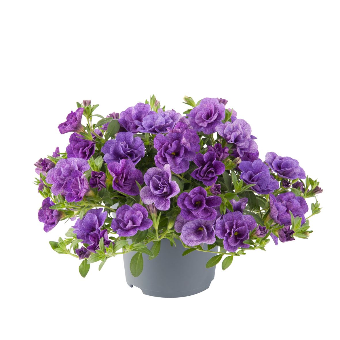 Calibrachoa dubbelbloemig (mini-petunia)