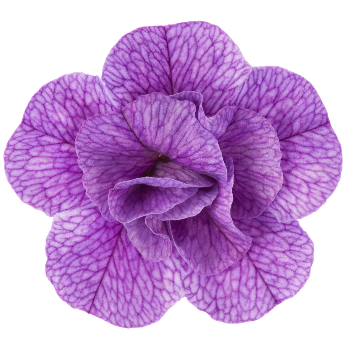 Calibrachoa dubbelbloemig (mini-petunia)