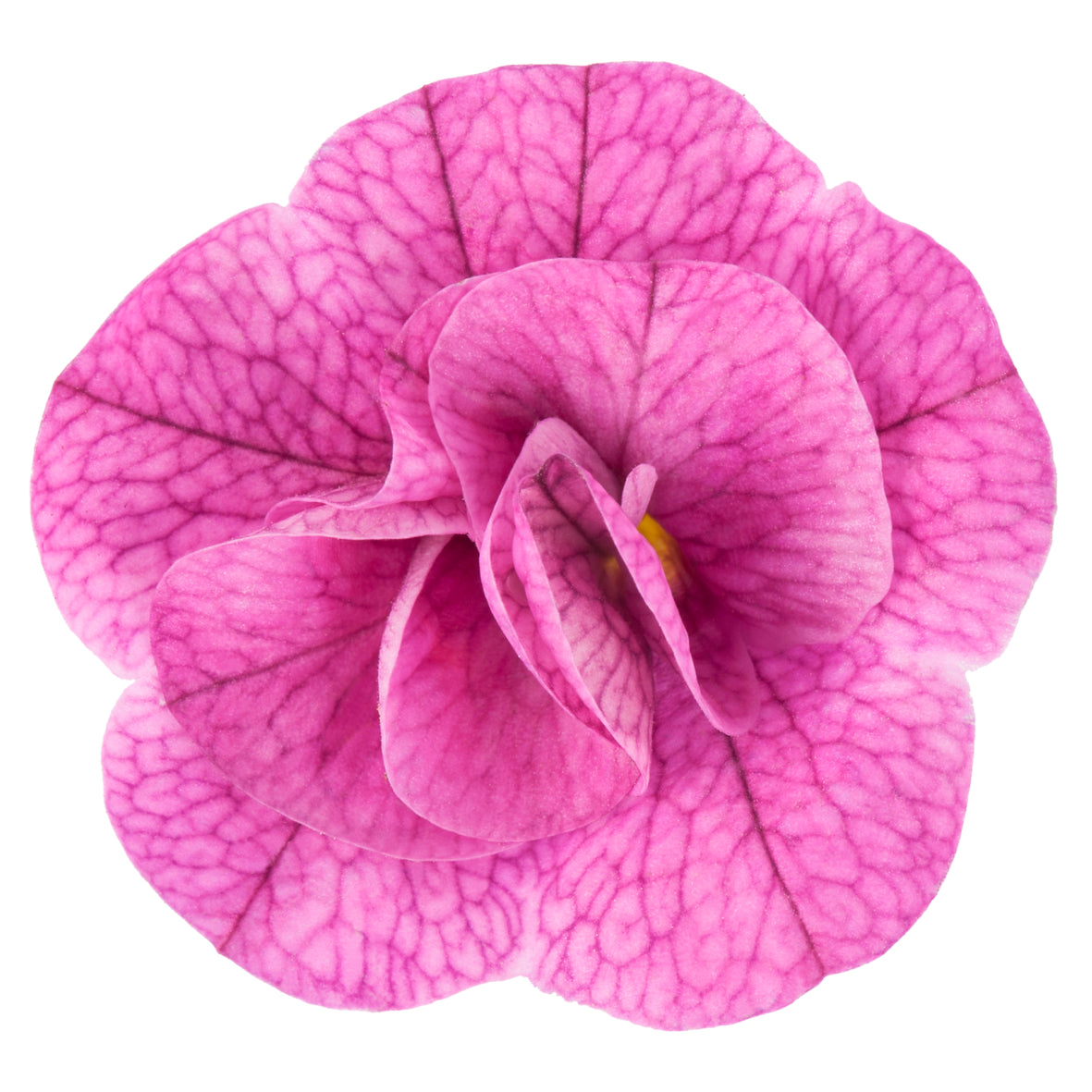Calibrachoa dubbelbloemig (mini-petunia)
