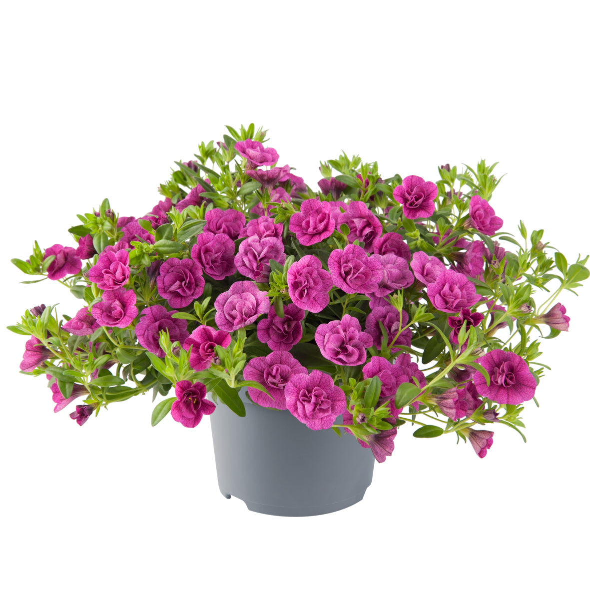 Calibrachoa dubbelbloemig (mini-petunia)