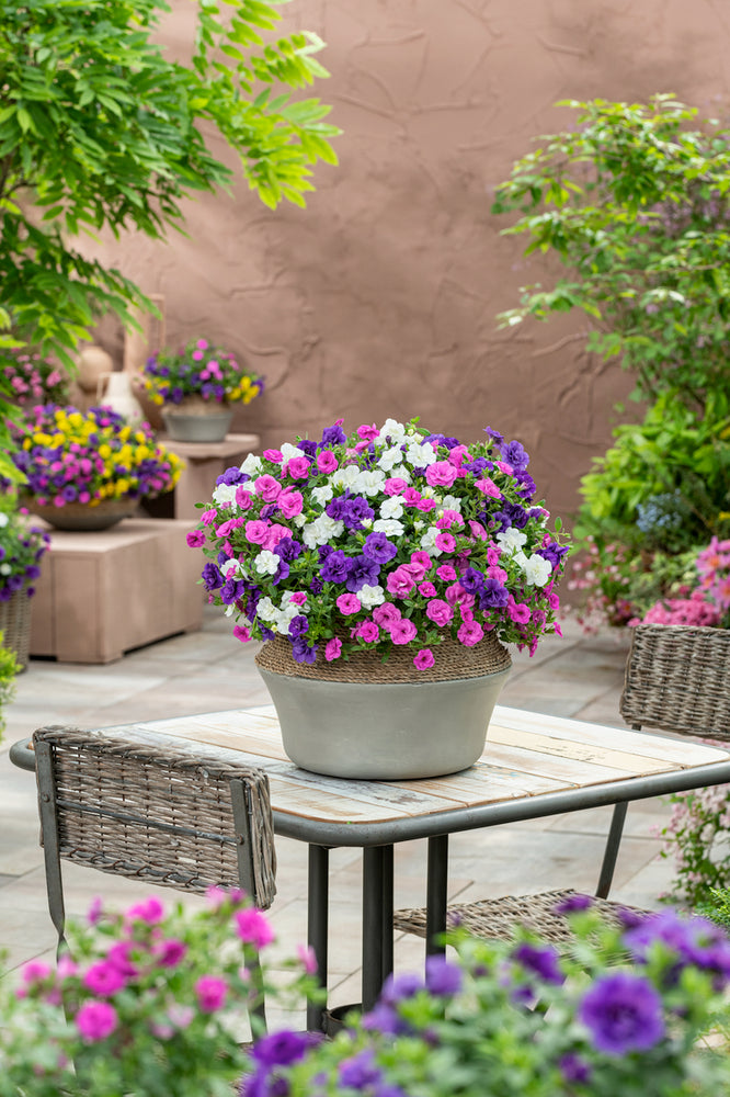 Calibrachoa dubbelbloemig (mini-petunia)
