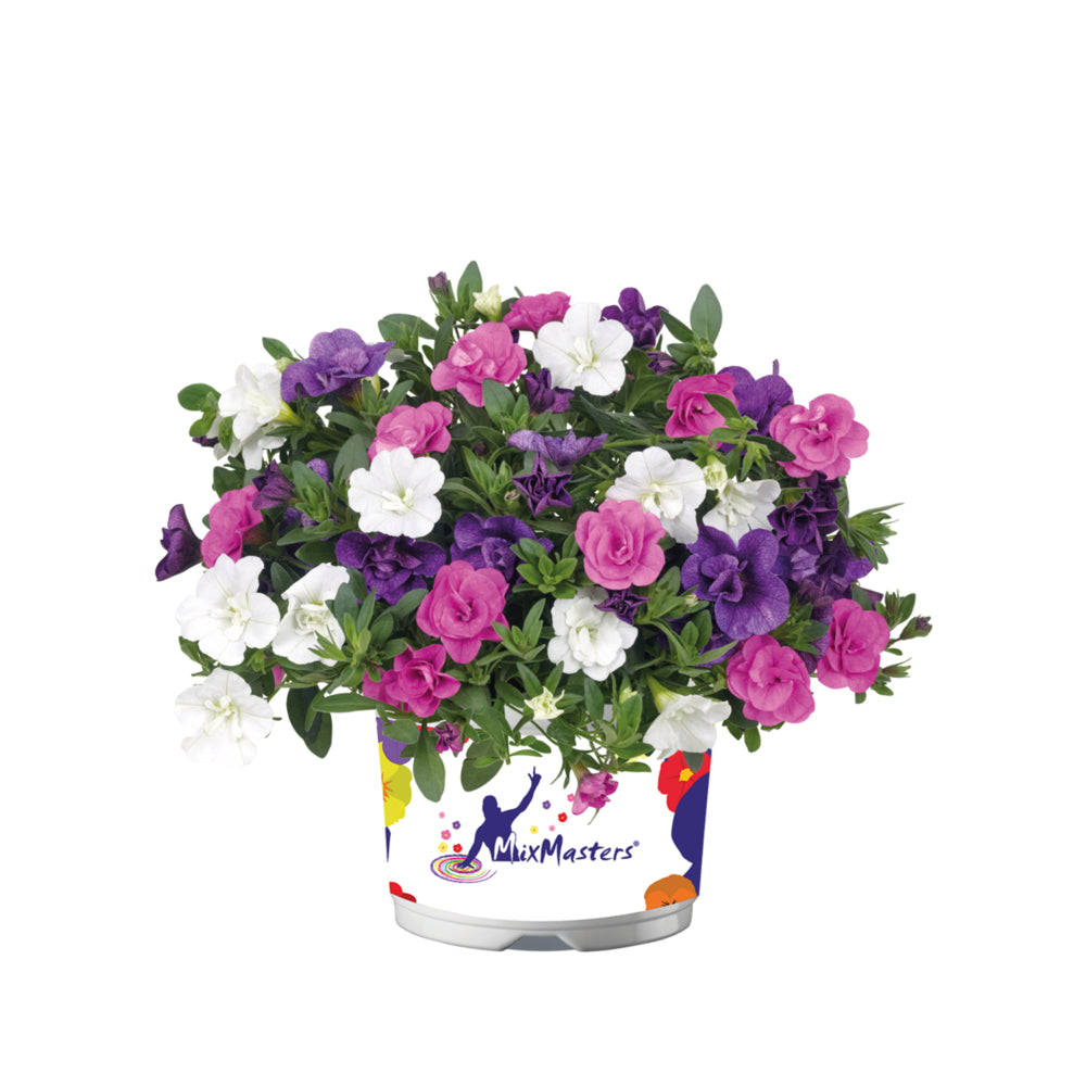 Calibrachoa dubbelbloemig (mini-petunia)