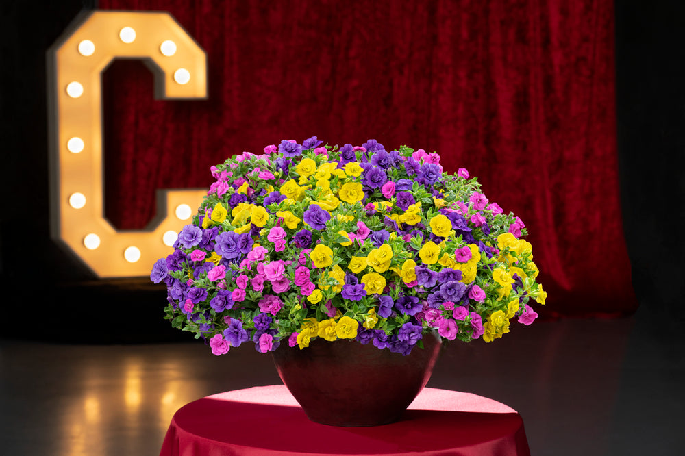 Calibrachoa dubbelbloemig (mini-petunia)