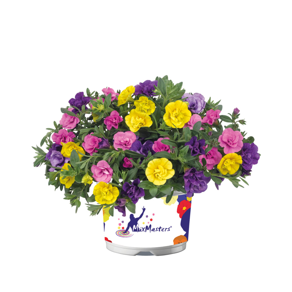 Calibrachoa dubbelbloemig (mini-petunia)