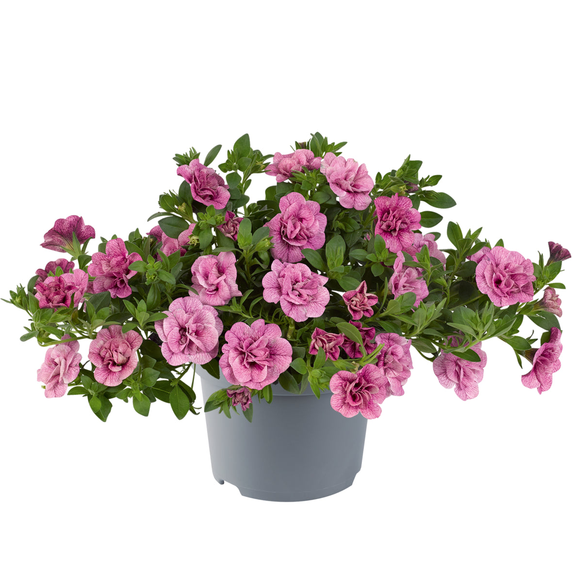 Calibrachoa dubbelbloemig (mini-petunia)