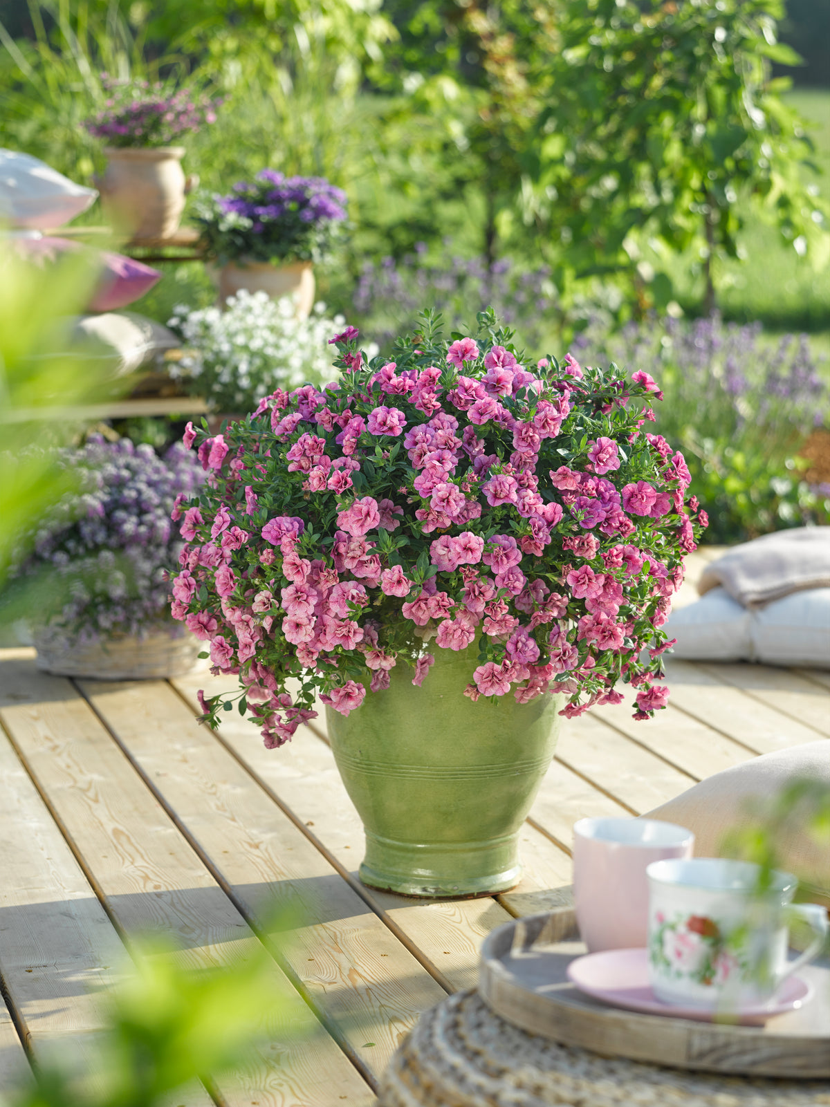 Calibrachoa dubbelbloemig (mini-petunia)