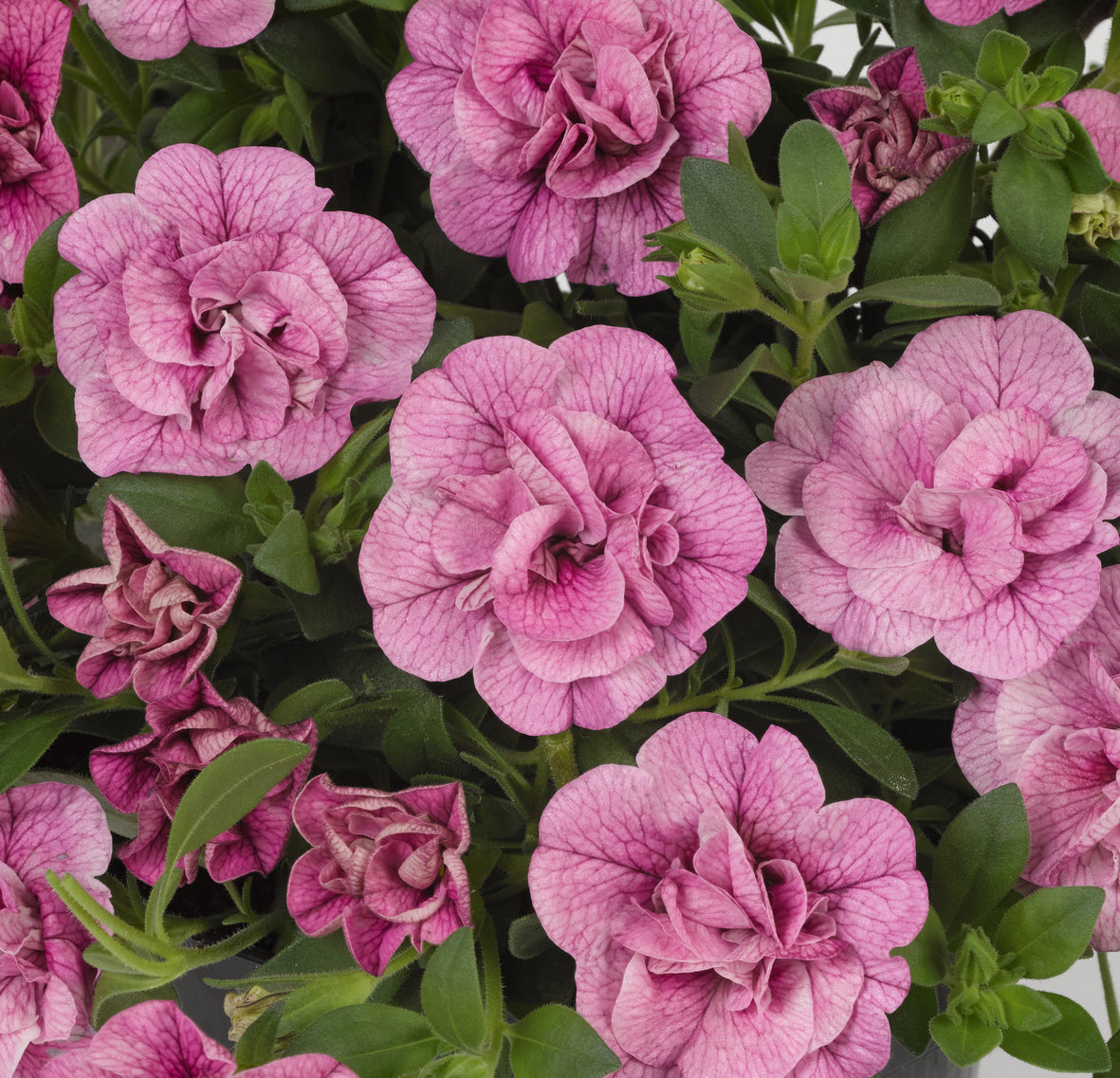 Calibrachoa dubbelbloemig (mini-petunia)