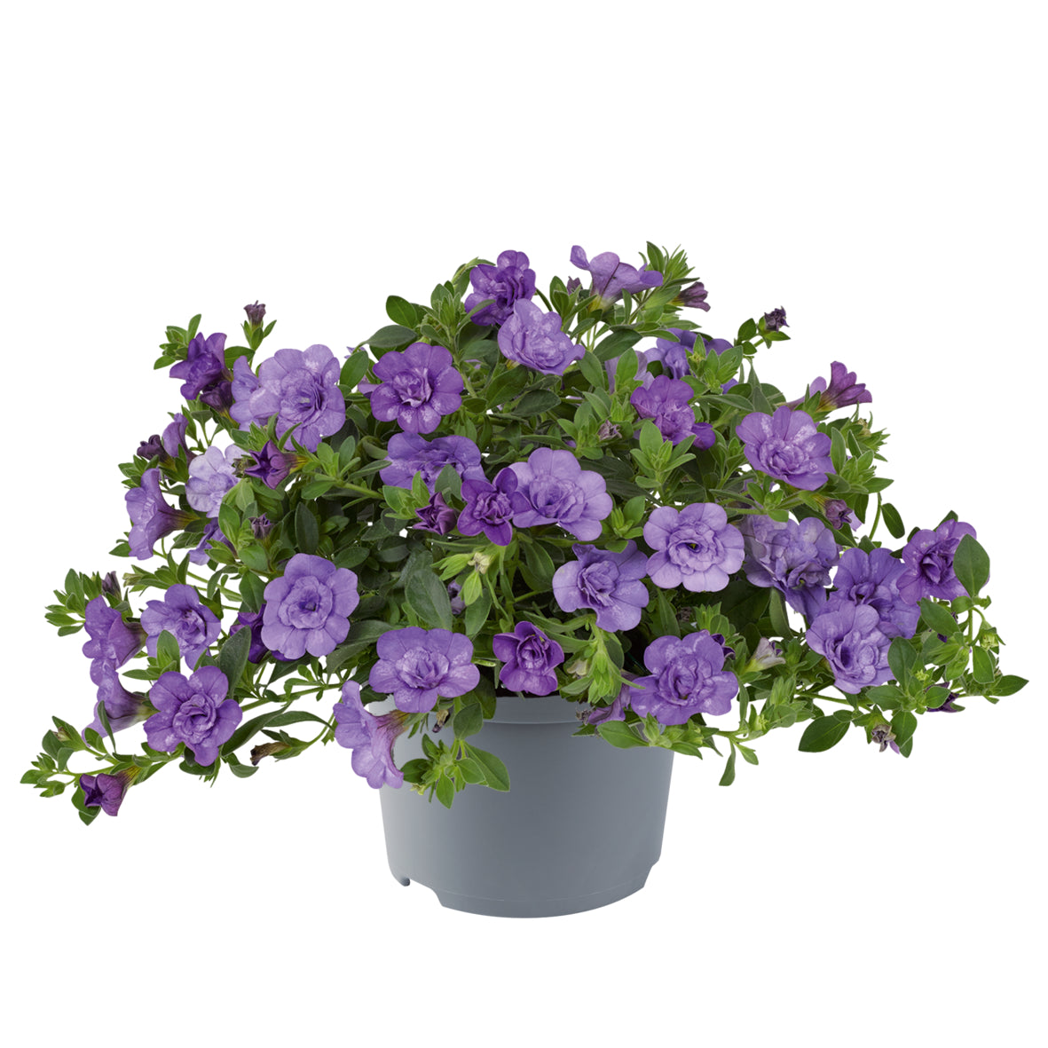 Calibrachoa dubbelbloemig (mini-petunia)