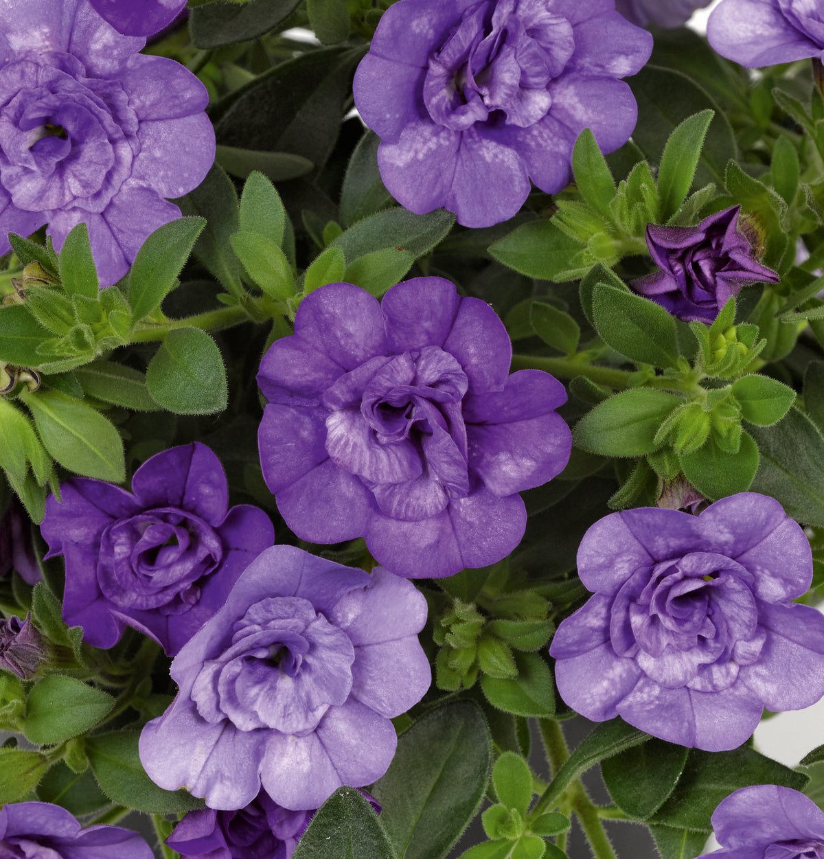 Calibrachoa dubbelbloemig (mini-petunia)
