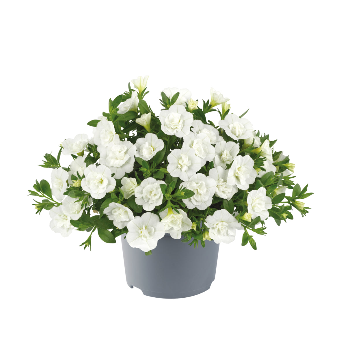 Calibrachoa dubbelbloemig (mini-petunia)