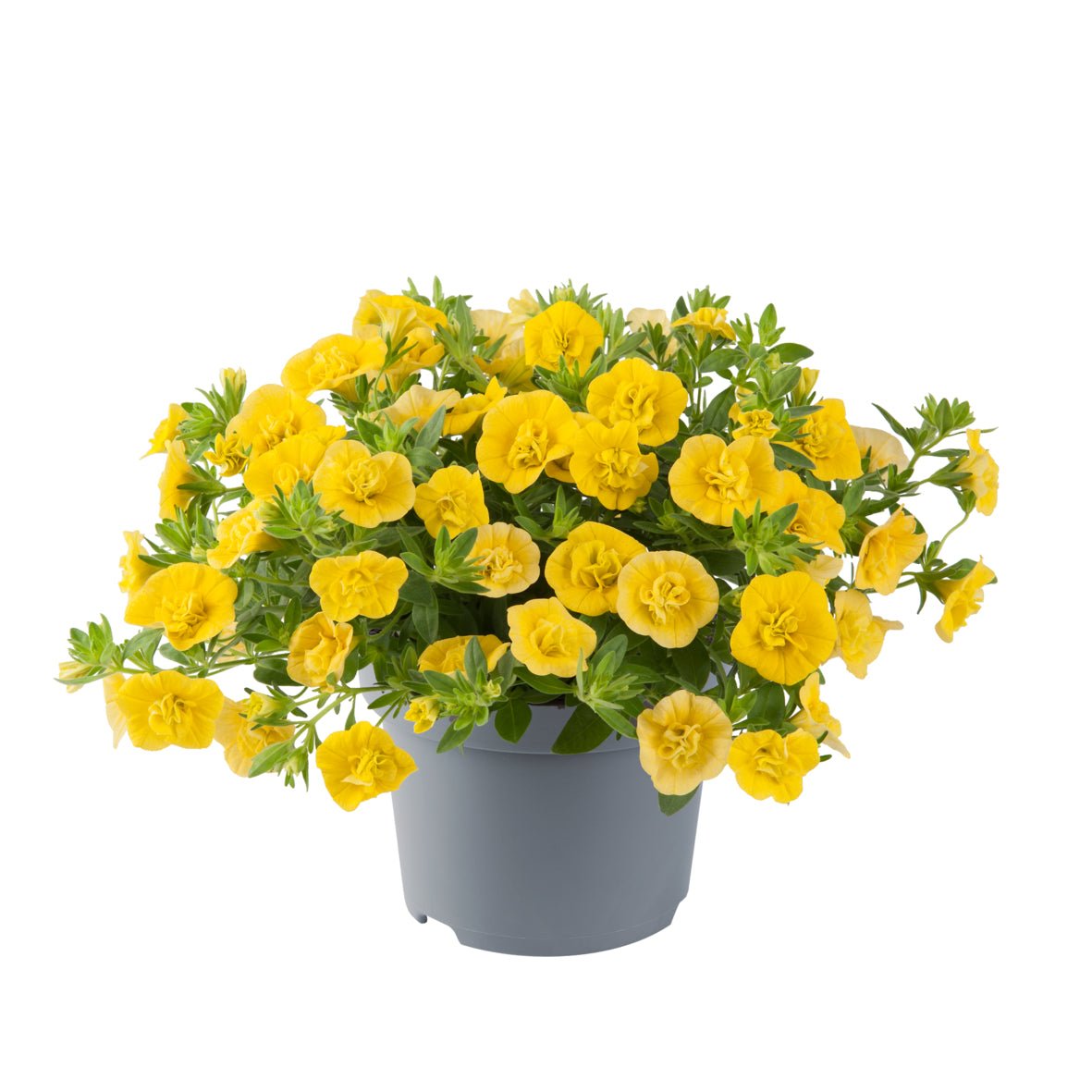 Calibrachoa dubbelbloemig (mini-petunia)