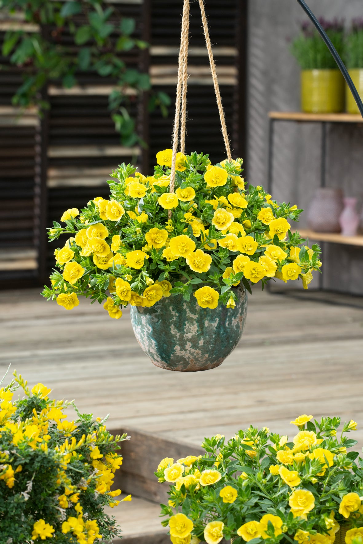 Calibrachoa dubbelbloemig (mini-petunia)